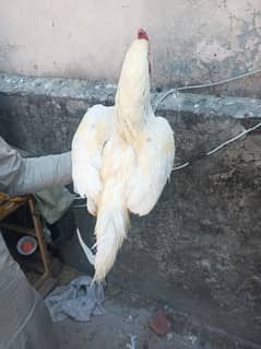 Aseel Chicks for Sale | Heera Chicks