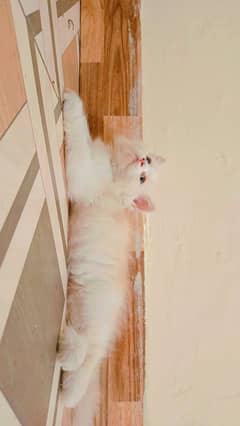 Persian
