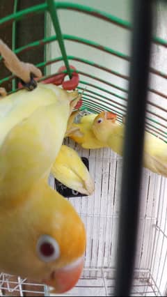 Cremino into Decino breeder pairs