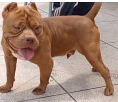 AM Bully Pupps
