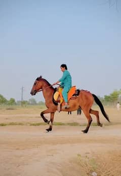 برینڈ