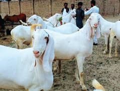 Bakra