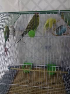 parrots