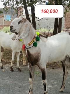 Eid