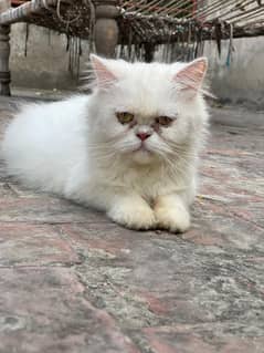 High quality breeder female cats on heat 03224130793