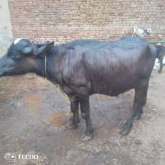 katta for sale 03-04-99-333-49