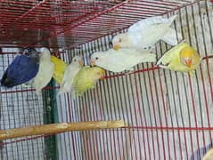 Colorful love birds