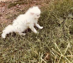 persian
