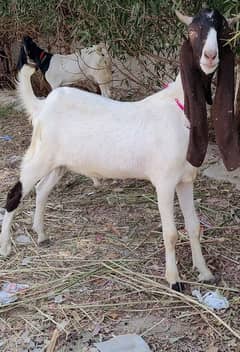 Very Good Quality kamori do dantBakra