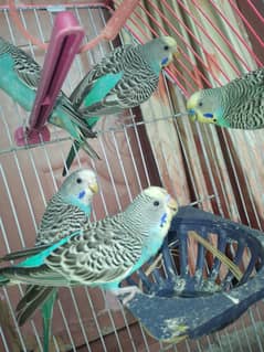 stelion & finch