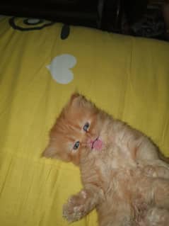 Perisian Kittens