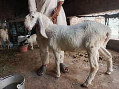 kajla sheep for urgent sale