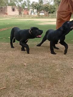 Cane corso  puppies available for farm house's