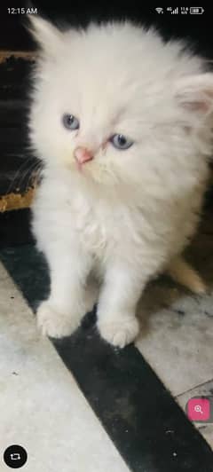 persion kitten. tripple kot punch face