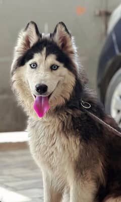 siberian