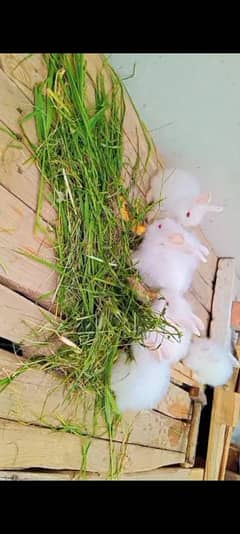 English Angora Bunny 03334634173