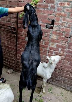 bakra for Qurabani 2 dant
