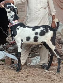 Betal Kala Daba Bakra 2025 Ki Qurbani Ka Liye