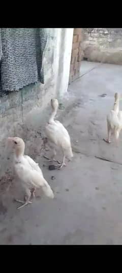 White Heera Chicks