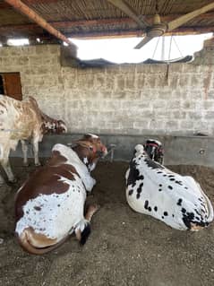 Cow n goats wholesale price
