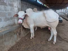 Cow