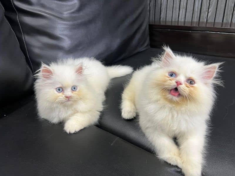 punch face Female kittens piki bloodline (Eid offer) 0