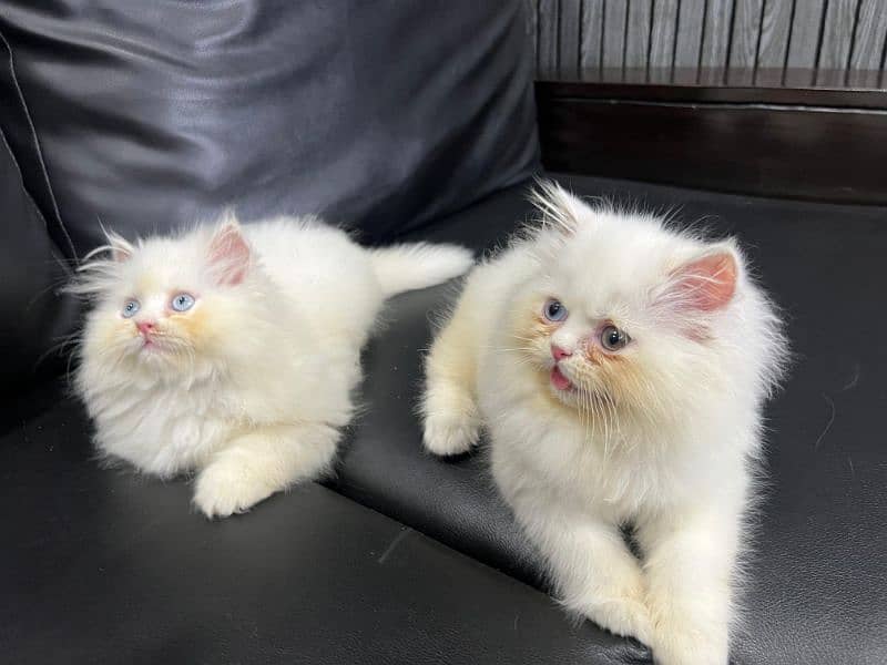 punch face Female kittens piki bloodline (Eid offer) 4