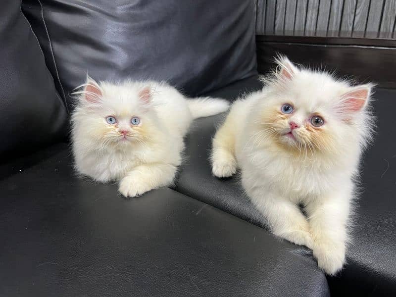 punch face Female kittens piki bloodline (Eid offer) 5