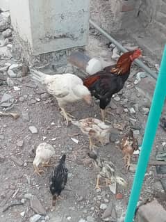 aseel