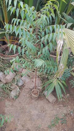 Neem plants for sale