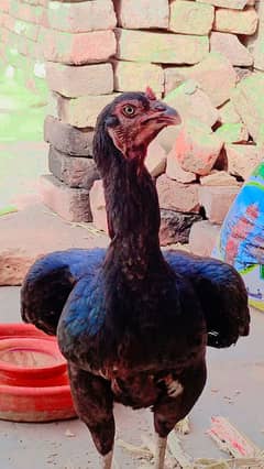 Pure Mushkii madi l beautiful murzi Hen serious person contact me