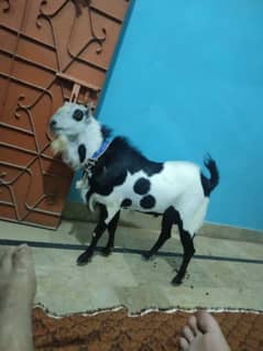 topra