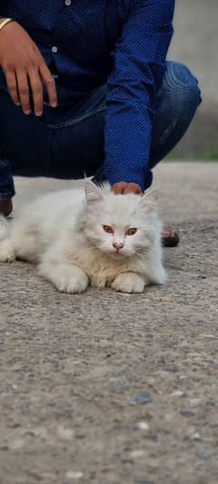 cat