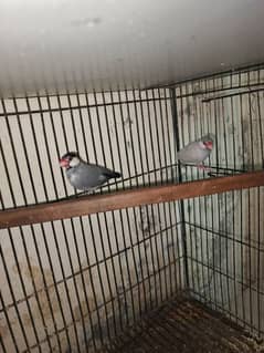 java for sale