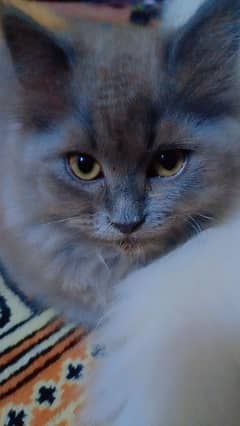 baby