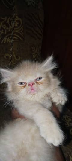 Persian kitten