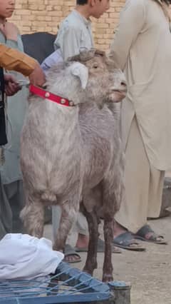 Heavy weight Desi Bakra