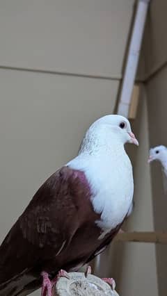 karbalai And Sherazi pairs with chicks
