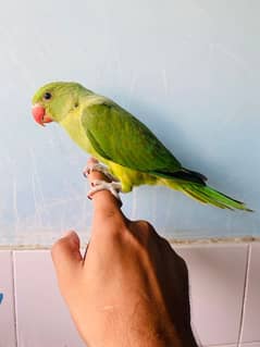 Ringneck