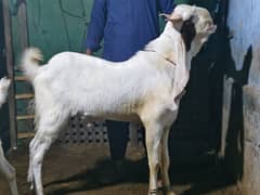 kami