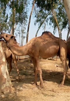 Camels for sale Contact 03125173572