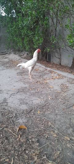 Aseel Heera