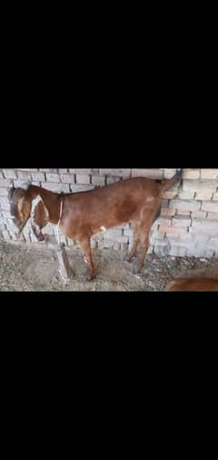 dasi