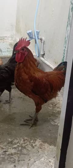 Golden Misri Home Breed