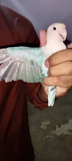 I am sale this parrot this parrot name is white loving bird