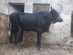 Qurbani 2025