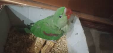 Raw parrot pair