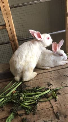 Rabbit pair