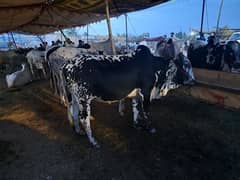 Qurbani