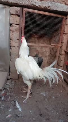 white heera aseel. hera asel. paper white